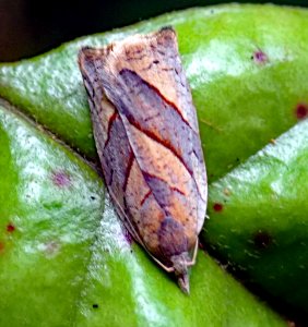 Apoctena orthocopa3