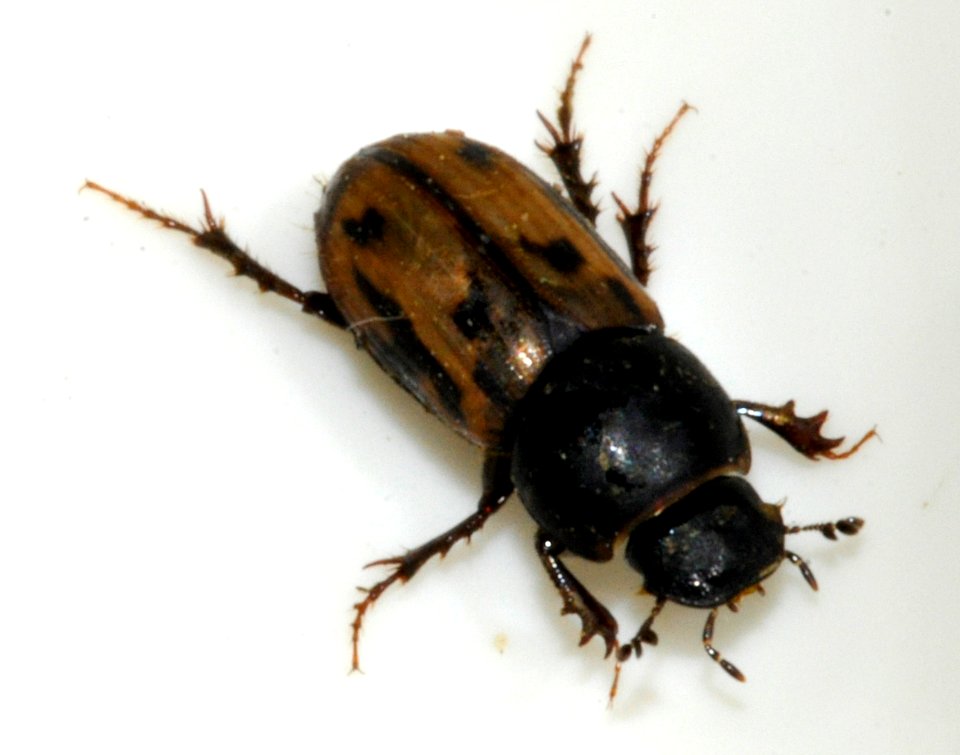 Aphodius-distinctus-04-fws