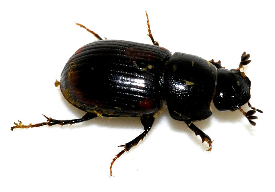 Aphodius-alpinus-12-fws