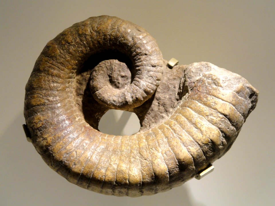 Aphetoceras americanus, Early Ordovician, North America - Houston Museum of Natural Science - DSC01655