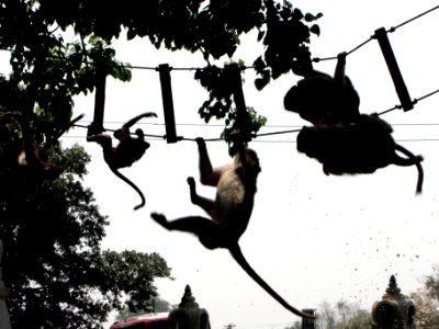 Apes in thailand