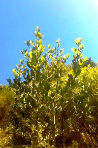Apodytes dimidiata tree - CT 2