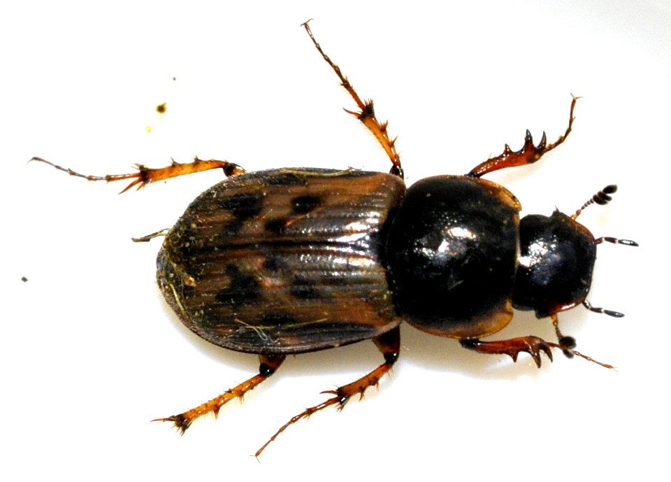 Aphodius-contaminatus-09-fws