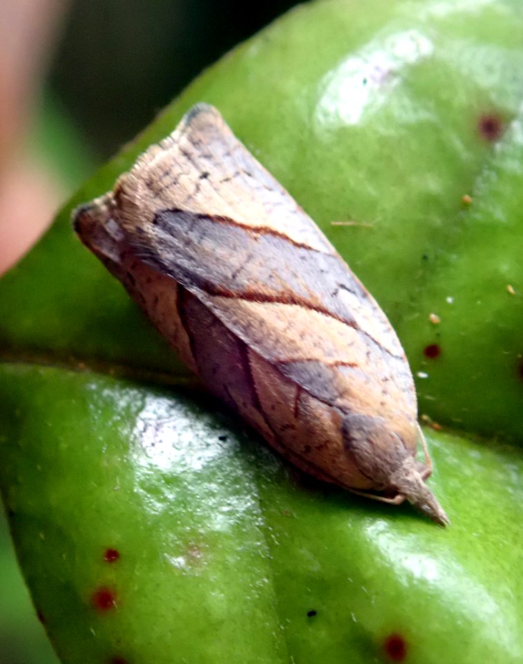 Apoctena orthocopa2
