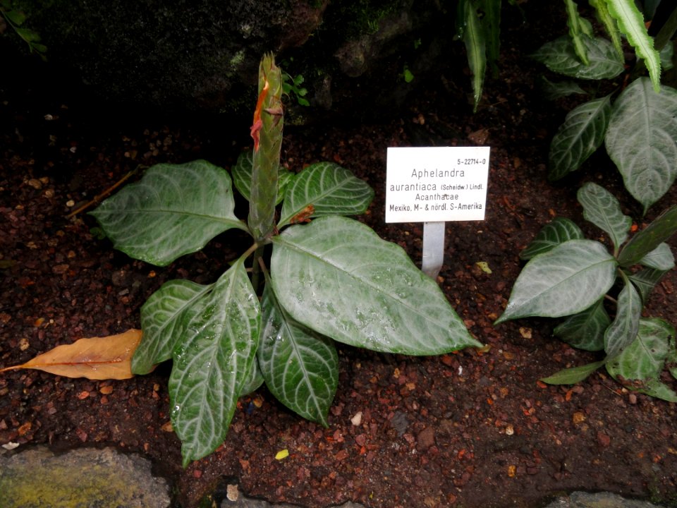 Aphelandra aurantiaca - Palmengarten Frankfurt - DSC01808