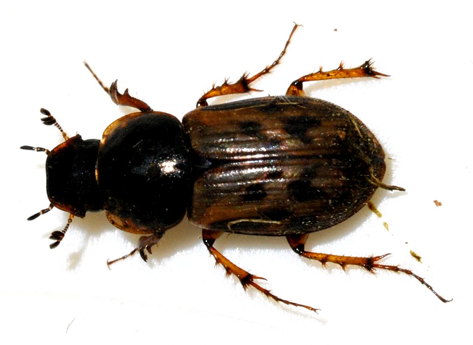 Aphodius-contaminatus-04-fws