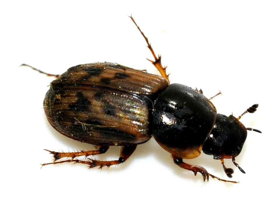 Aphodius-contaminatus-01-fws