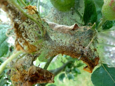 Apfel-Gespinstmotte (Yponomeuta malinellus) - Gespinst