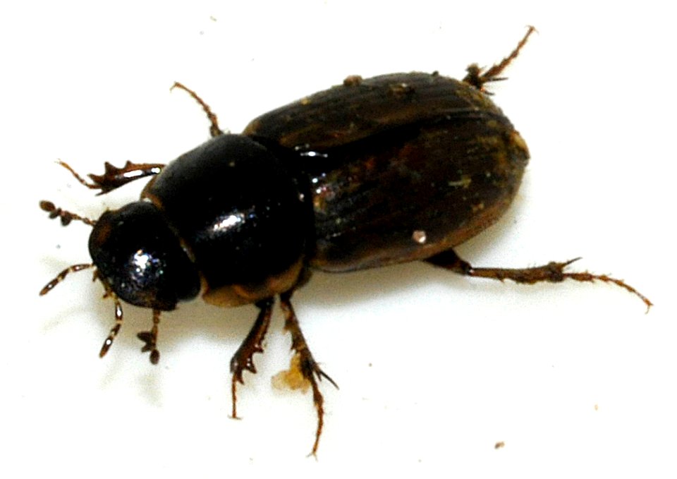 Aphodius-consputus-03-fws
