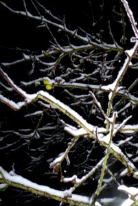Apfelbaumäste mit Schnee in Dunkelheit