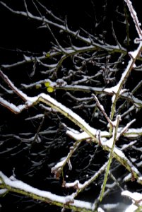 Apfelbaumäste mit Schnee in Dunkelheit photo