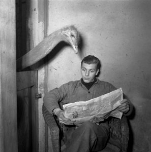 Artis struisvogel leest krant van oppasser, Bestanddeelnr 904-4385