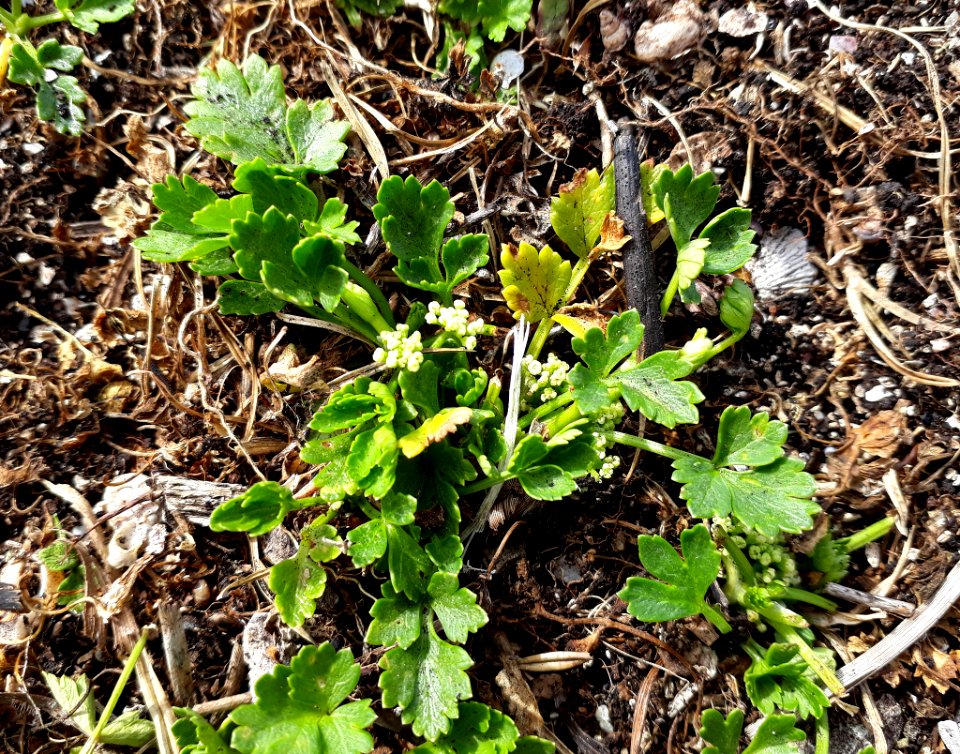 Apium prostratum ssp. denticulatum