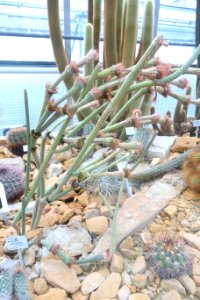 Arrojadoa penicillata - Botanischer Garten, Dresden, Germany - DSC08843