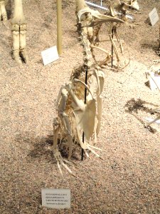 Aptenodytes forsteri skeleton - Finnish Museum of Natural History - DSC04512