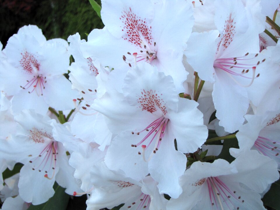 Blossom pink flower