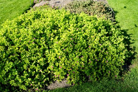 Aptenia cordifolia - Bergianska trädgården - Stockholm, Sweden - DSC00563