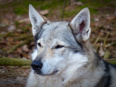 Carnivores animal world endangered