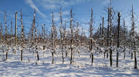 Apfelplantage im Winter photo