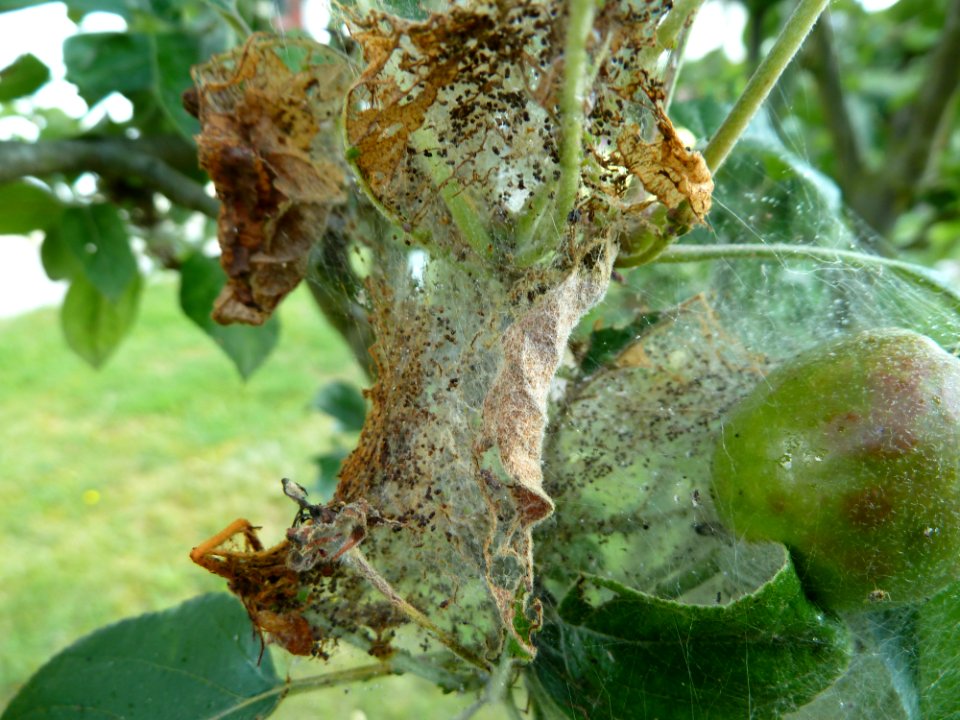 Apfel-Gespinstmotte (Yponomeuta malinellus) - Gespinst (2)