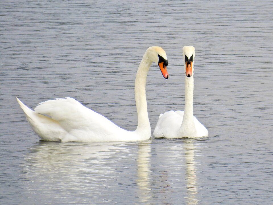 Water bird nature animal