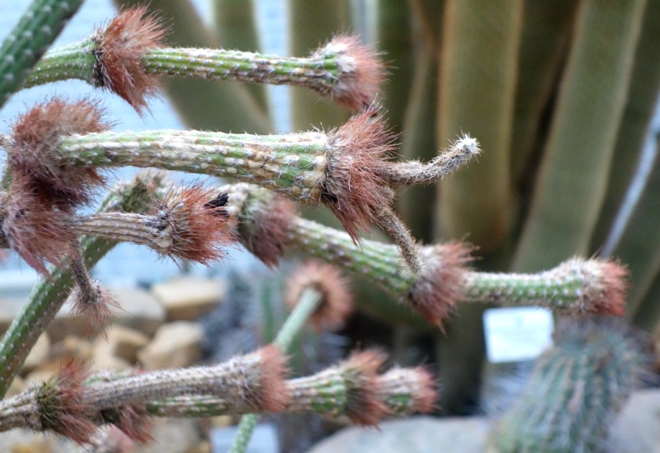 Arrojadoa penicillata - Botanischer Garten, Dresden, Germany - DSC08846