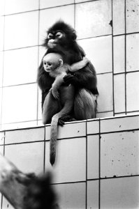 Apen, dierentuinen, Bestanddeelnr 930-2794