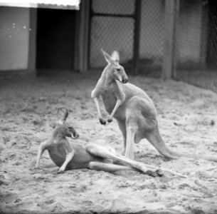 Artis-nieuws. Kangoeroes, Bestanddeelnr 912-7507