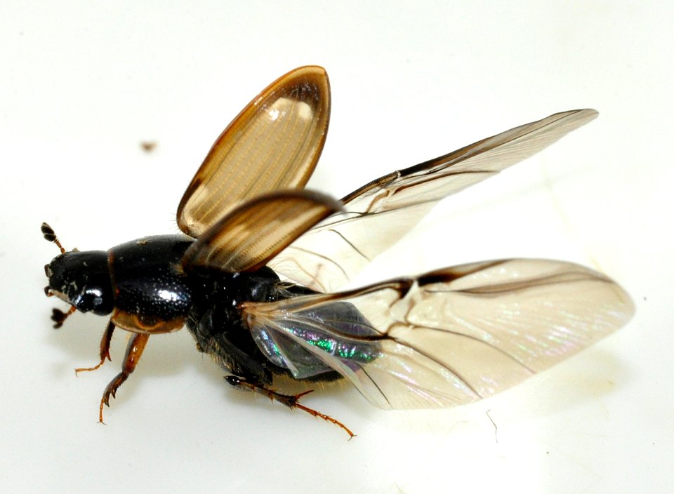 Aphodius-prodromus-10-fws