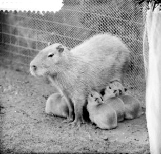 Artis-nieuws. Capibara met vijf jongen, Bestanddeelnr 912-7509