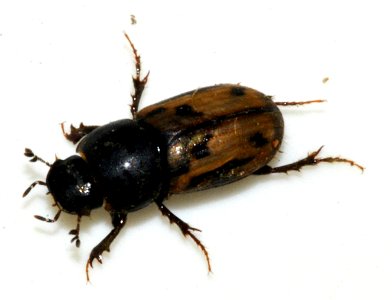 Aphodius-distinctus-07-fws