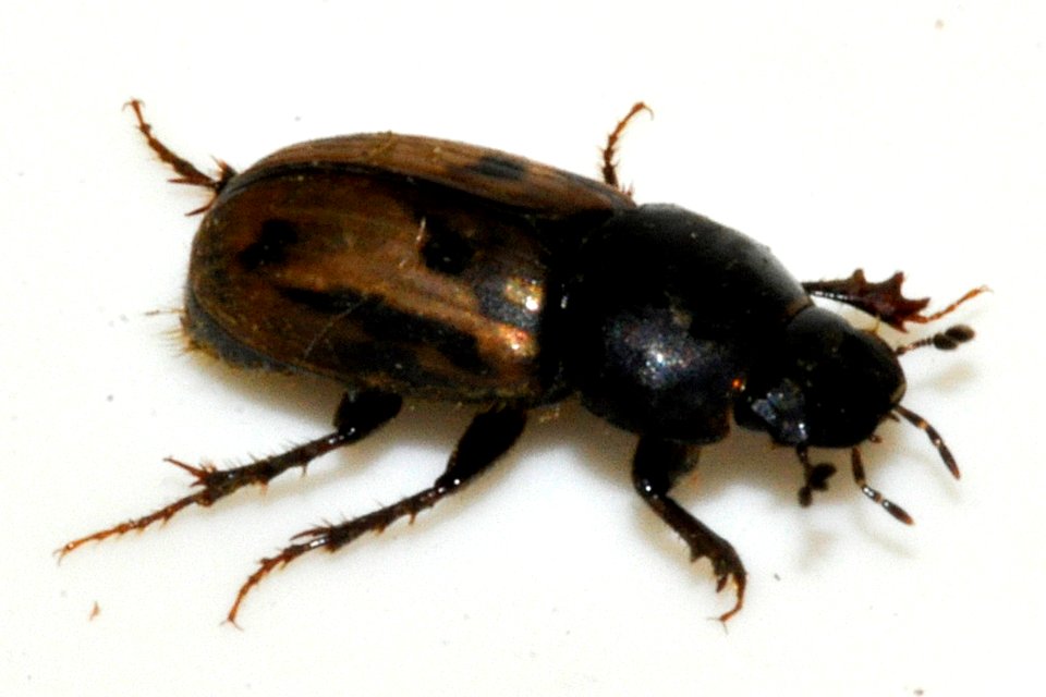 Aphodius-distinctus-12-fws