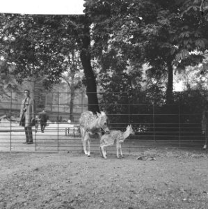 Artis-nieuws Hert met jong, Bestanddeelnr 912-9179 photo