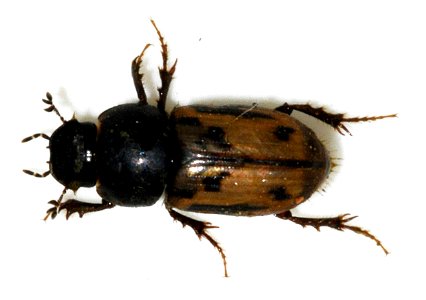 Aphodius-distinctus-06-fws