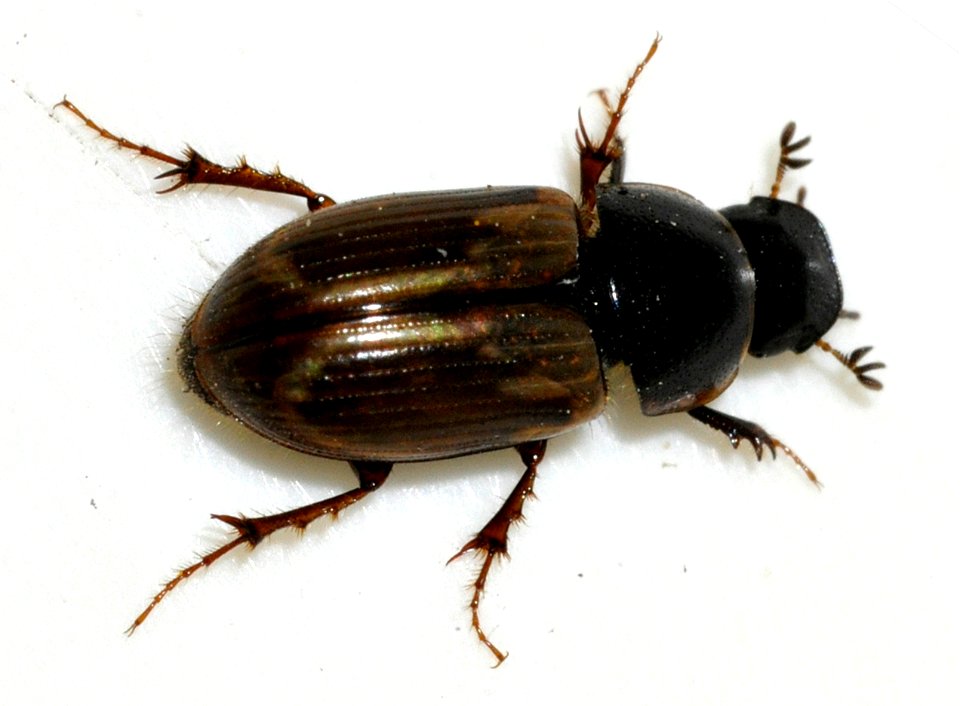Aphodius-prodromus-07-fws
