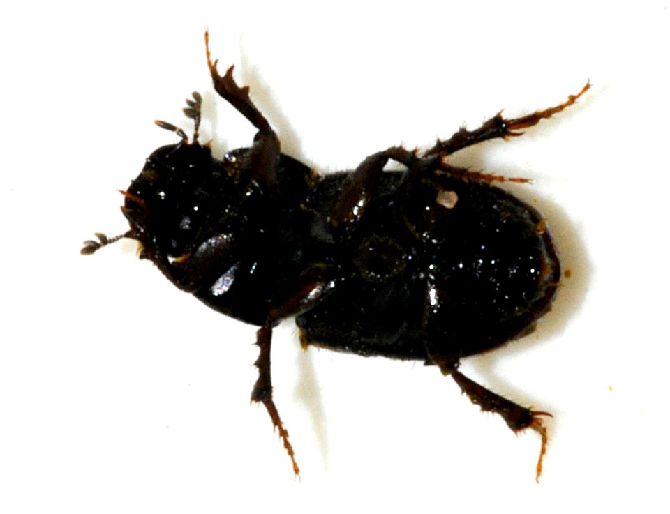 Aphodius-distinctus-02-fws