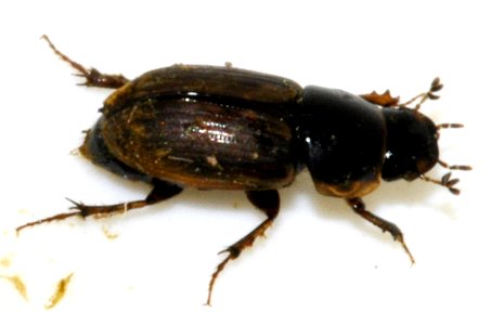 Aphodius-consputus-09-fws