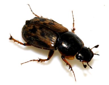 Aphodius-contaminatus-03-fws