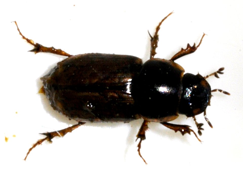 Aphodius-consputus-02-fws