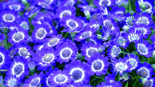 Blue flower spring spring flower