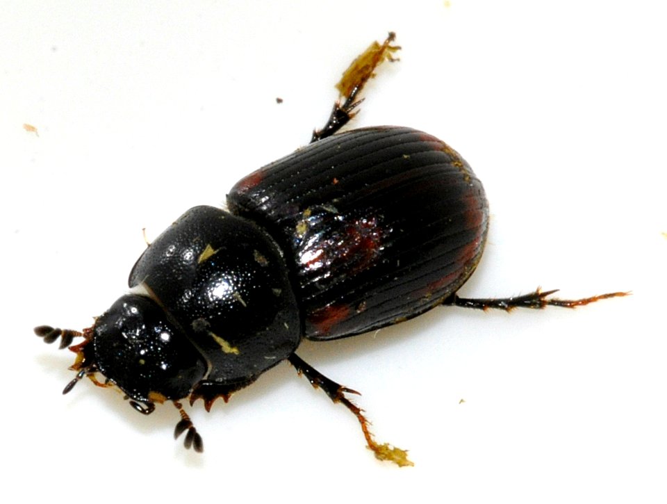 Aphodius-alpinus-02-fws