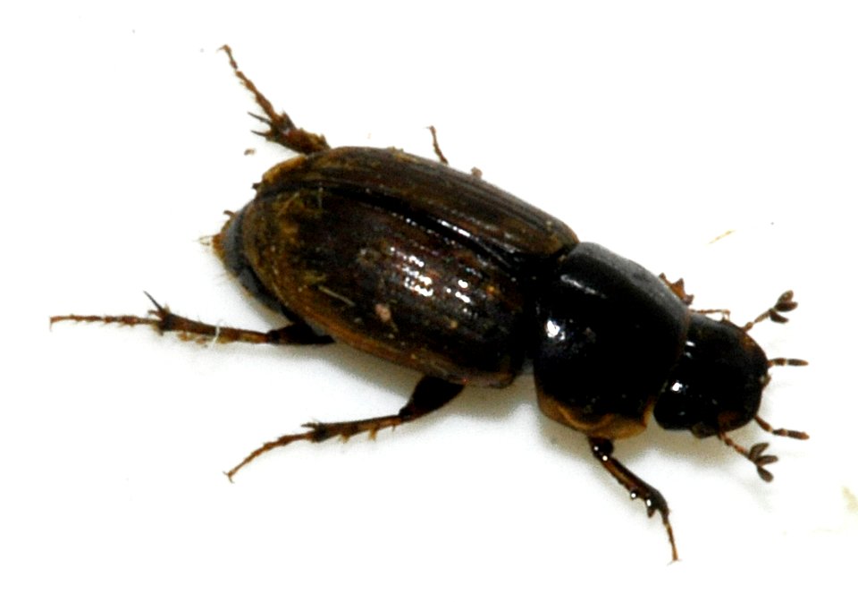 Aphodius-consputus-07-fws