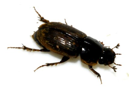 Aphodius-consputus-07-fws