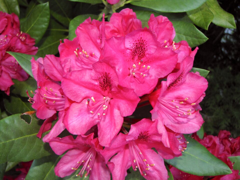 Blossom pink flower