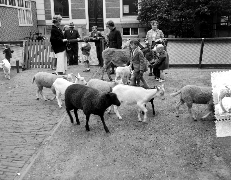 Artis kinderboerderij weer in gebruik, Bestanddeelnr 907-8890