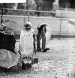 Artis-nieuws Ruiende pinguin, Bestanddeelnr 912-9181