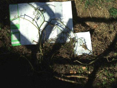 Apium nodiflorum gepflegt