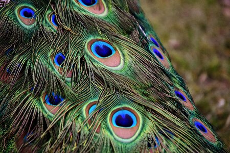 Plumage nature animal world