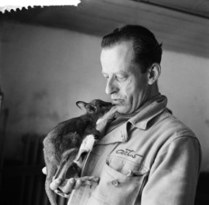 Artis Oppasser Van Keulen met baby kangoeroe, Bestanddeelnr 912-5146