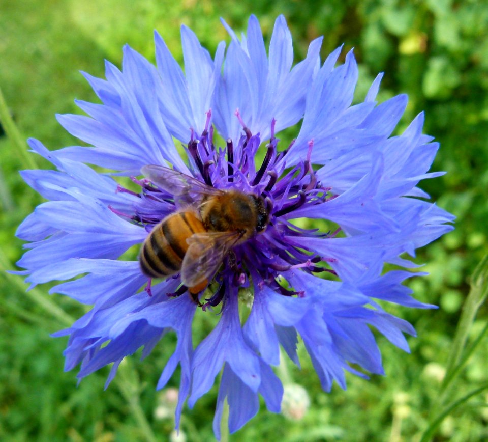 Apis mellifera on centaurea cyanus 4